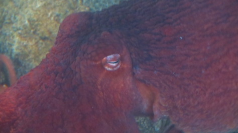Octopus - Sasha - Hatfield Marine Science Center