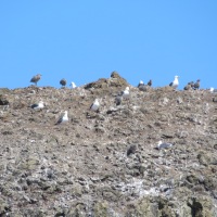 Nesting birds at Seal Rock, Oregon Coast